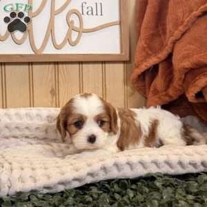 Carlet, Cavalier King Charles Spaniel Puppy